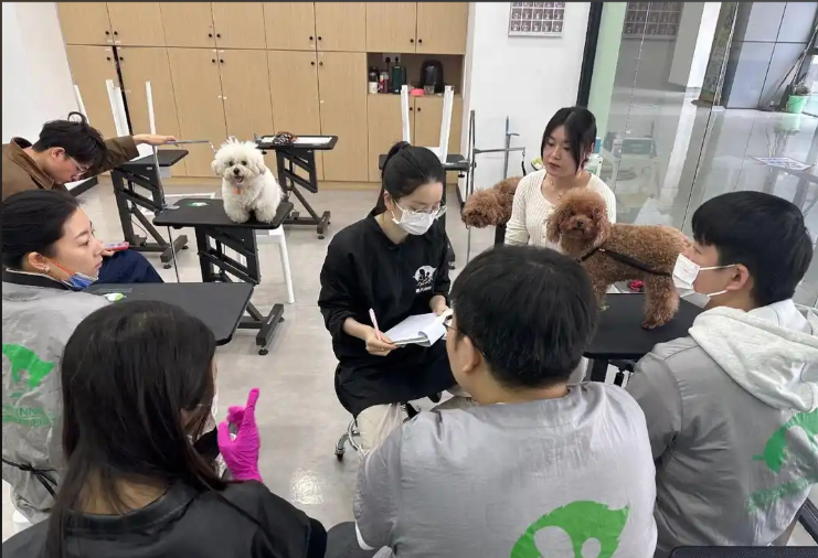 九江市宠物美容培训宠物美容培训学校 - 厂家